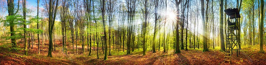 The sun shining in a forest at springtime, wide panorama