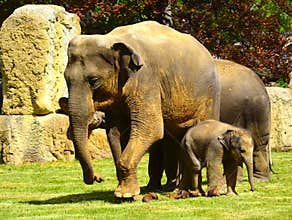 Elephants - mother, baby and auntie