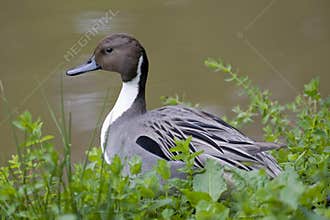 Northern Pintail Duck