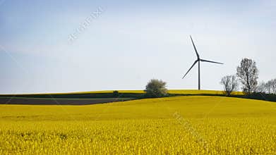 Wind farm in yellow canola field
