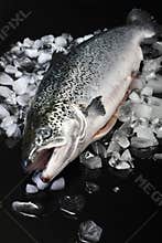 Atlantic salmon