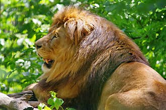 Wild animal. Feline. Lion