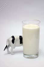Milk