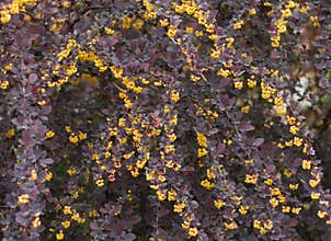 Flower bush blossoming spring Berberis ottawensis Superba barberry photo