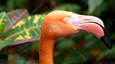 Flamingo beak wilderness
