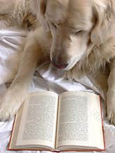 Dog reading book