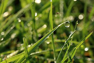 The World in a Dewdrop