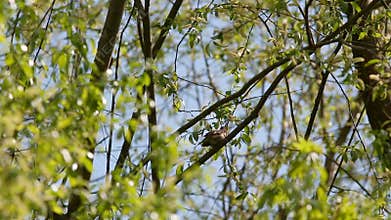 Sprosser or Thrush nightingale (Luscinia luscinia) sitting on a branch and sings a song