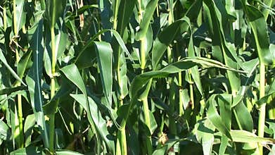 Green Corn Crop