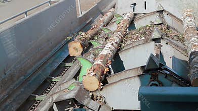 Lumber industry Conveyors of logs sorting machine