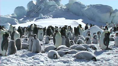 View of an emperor penguin colony