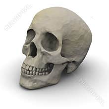 Human Skull