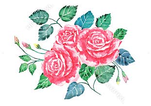 Watercolor pink roses bouquet art.Hand painted flowers with colorful leaves isolate.Illustration of valentine