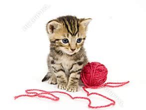 Kitten with red ball of yarn on white background