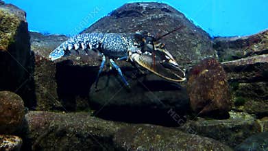 Underwater world.Lobster