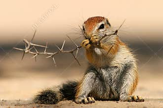 Ground squirrel