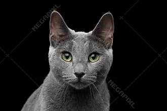 Russian blue cat with amazing green eyes on isolated black background