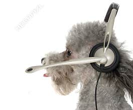Canine Customer Service