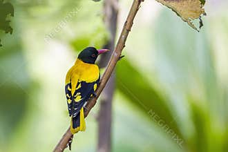 Black-hooded oriole in Minneriya National Park, Sri Lanka