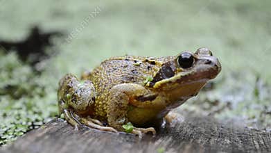 Common frog, UK