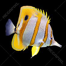 Coral reef fish