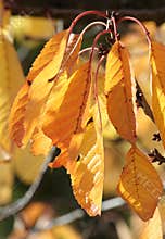 Fall foliage on cherry tree