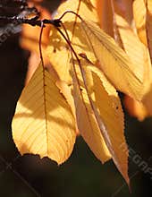 Golden leaves on cherry tree
