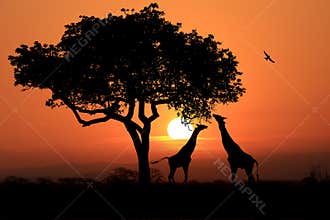 Large South African Giraffes at Sunset in Africa