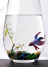 Blue/purple Siamese Fighting Fish - Betta Splenden