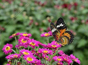Beautiful flying butterfly, Leopard Lacewing, perching over a b