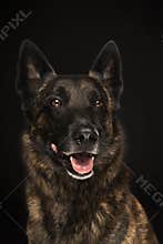 Portrait of a Dutch Shepherd dog, brindle coloring, on a black background
