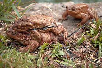 A pair of frogs intent on mating observed by a third discomfort