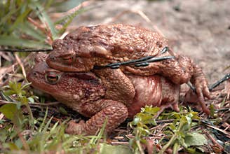 A hot scene of love between two frogs