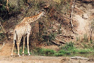 Kruger National Park South Africa