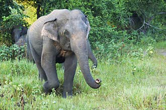 Elephant in a nature reserve