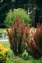 Berberis Thunbergii, The Japanese Barberry, Thunberg`s Barberry,