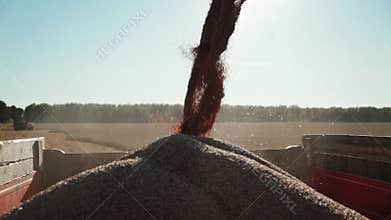 Detailed view stream of grain wheat funneled into truck container