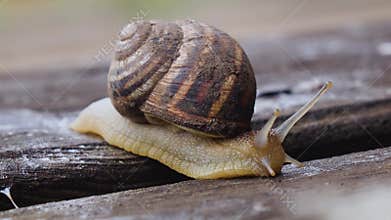 Macro of beautiful snail crawling in nature. Close up
