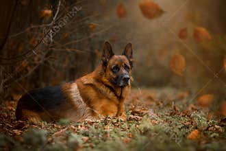 German shepherd exterior portrait