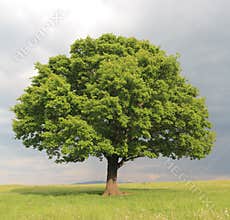 Oak tree
