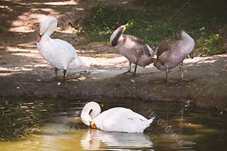 White and gray swans on the pond