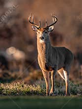 White Tailed Buck