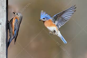 Pair Of Bluebirds