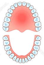 Dental arch