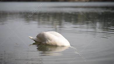 Video of beautiful swan on the river