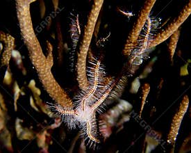 Ophiothrix suensoni 003-1