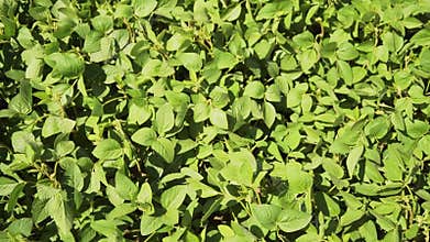 Green ripening soybean field, agricultural landscape.