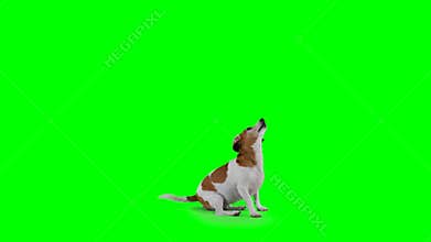 Leaping dog green screened & alpha channel