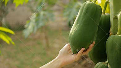 Hand touching papaya fruit