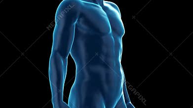 A male fitness transformation